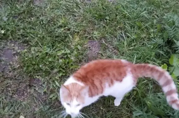 Найдена кошка в Балашихе, микрорайон Авиаторов, ул. Третьяка 8
