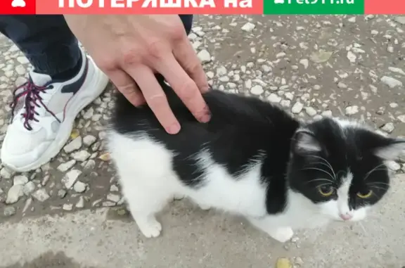 Кошка на улице Шишкина, Пермь