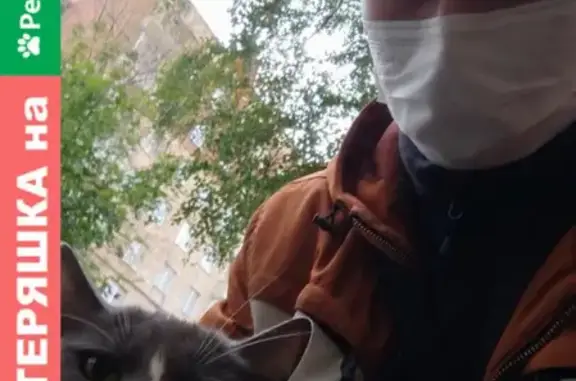 Найдена кошка на Варварке, Москва