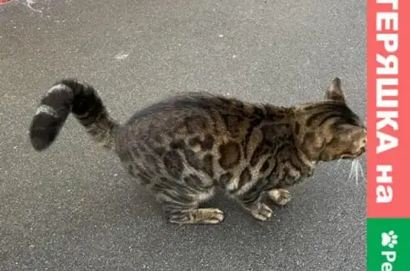 Кошка найдена на Новочерёмушкинской, Москва