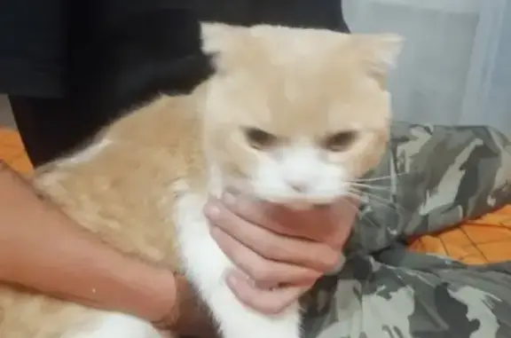 Кошка найдена на улице Димитрова, Краснодар