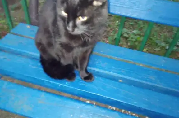 Пропала кошка Томас, черный окрас, Москва, Можайский район