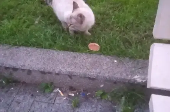 Найдена кошка на 7-й Советской улице, Пески