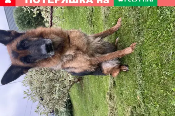 Найдены собаки в Домодедово, ищем хозяев