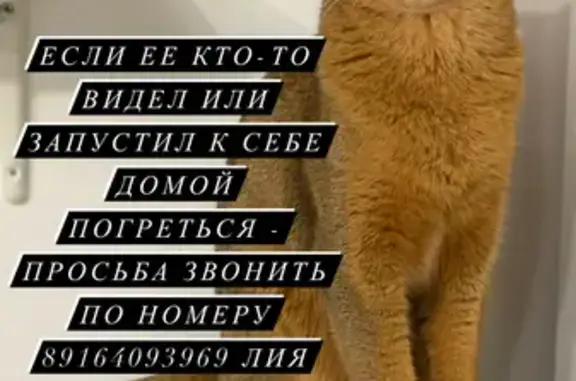 Пропала кошка Николь по адресу Ельнинская ул., 1 к2, Кунцево, Москва