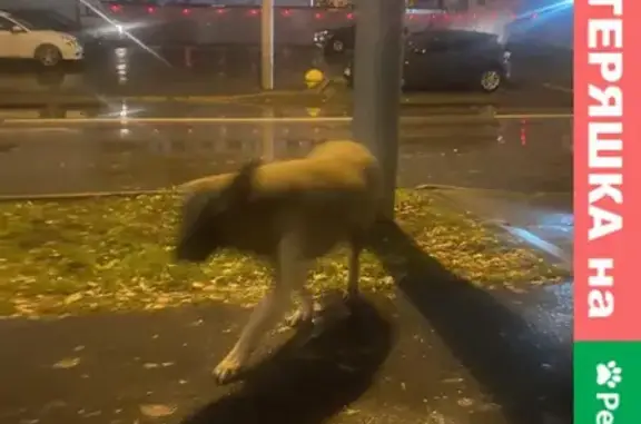 Потерянная собака на Вятской улице