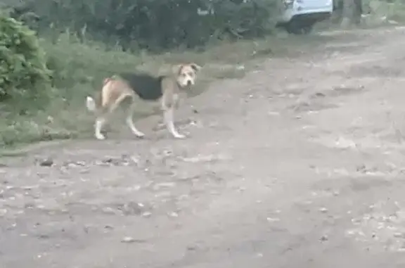 Собака с зеленым ошейником найдена в Самаре, по адресу Черемшанская улица, 70.