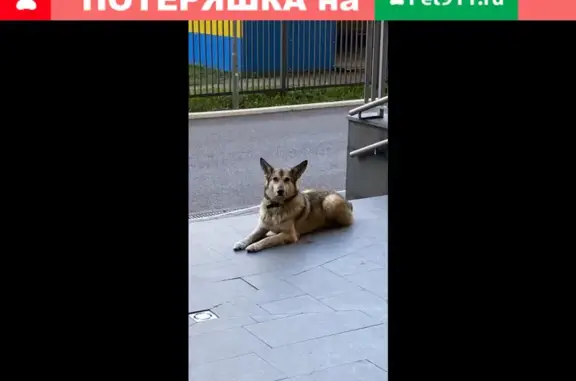 Найден крупный пёс на Александровской колонне