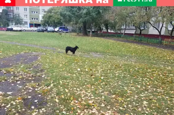 Собака найдена в детском саду №18, Нижний Новгород