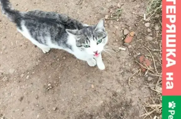 Найдена красивая кошка в Черниковке, Уфа