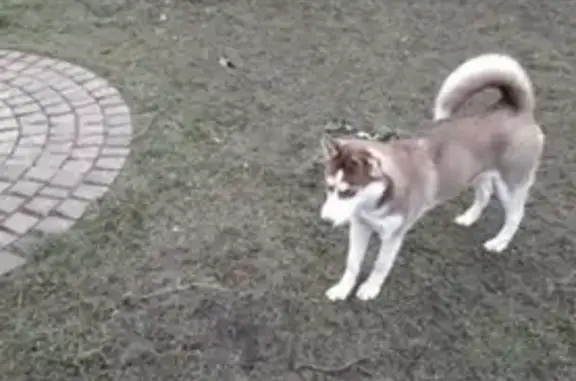 Пропала собака в Солнечногорском р-не, деревня Дудкино.