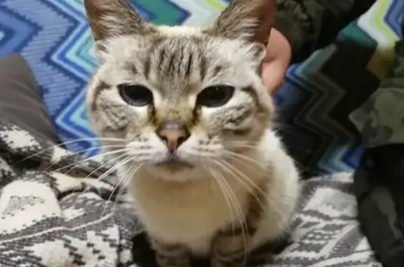 Найдена тайская кошка в Верейке, Московская область