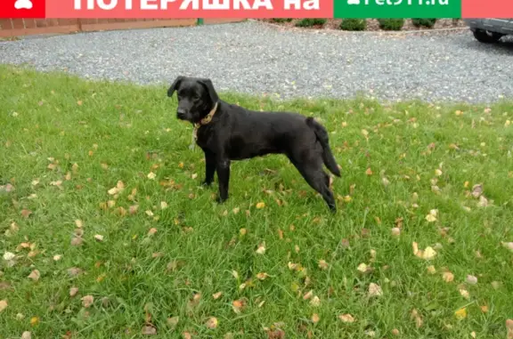 Найдена собака: ул. Демакова, Новосибирск
