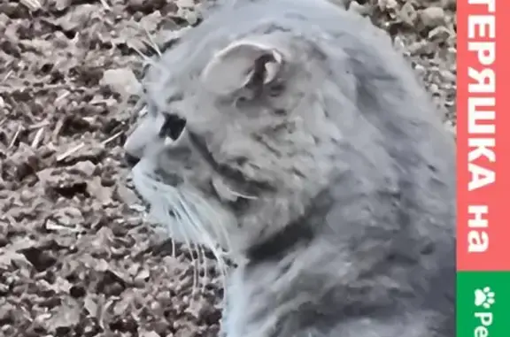 Кошки потеряшки, Москва, фото: Потеряшка кошка Тимон в СНТ 