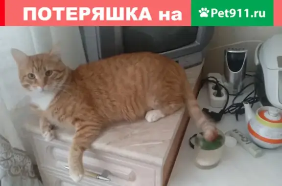 Пропала кошка по адресу Бульвар Яна Райниса 28к2, Москва