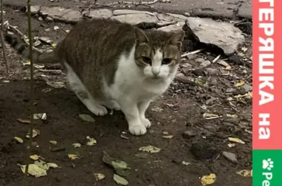 Найдена домашняя кошка на Нагорной улице