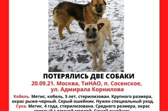 Пропала собака на ул. Адмирала Корнилова, ТиНАО, Москва