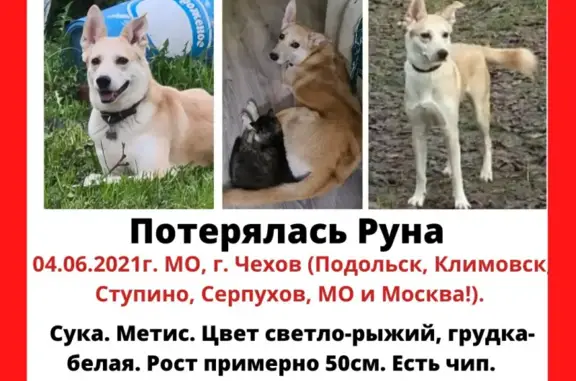 Пропала собака в Чехове, Московская область