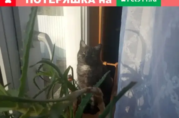 Пропал кот в Марьино, вознаграждение.