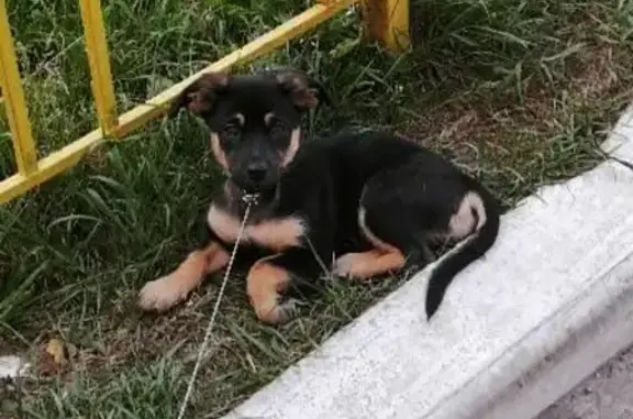 Пропала собака Эбби в Солнцевском районе, Бунино