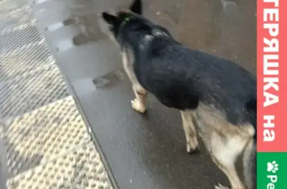 Собака найдена на ул. Боженко, Кунцево