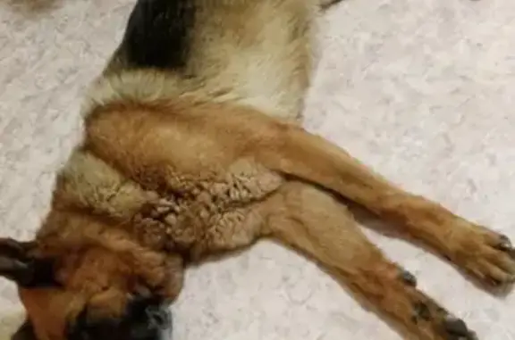 Найдена умная собака в Мирном, Хабаровский район