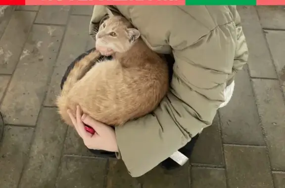 Найден молодой котик возле метро Полежаевская