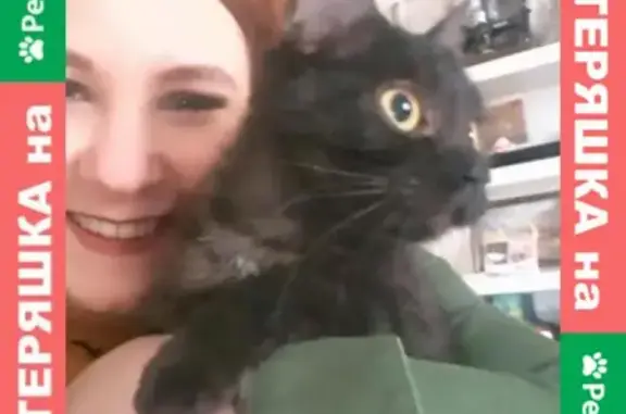 Найдена кошка на Нижегородской, Москва