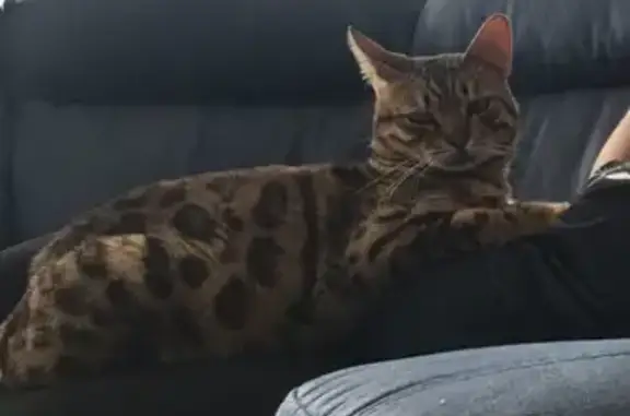 Найден бенгальский кот в Дорожном