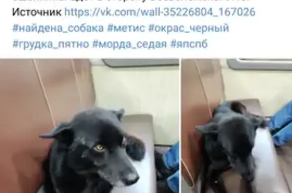 Собаки потеряшки, Санкт-Петербург, фото: Потеряшка собака Рэм: адрес - Солнечная долина, 64, Санкт-Петербург.