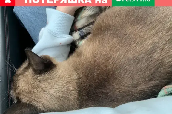 Найдена кошка на Варшавском шоссе, М.Аннино, нужен новый дом