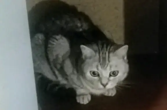 Кошки потеряшки, Ярославль, фото: Потеряшка кошка Милка в районе Суздалка, Ярославль