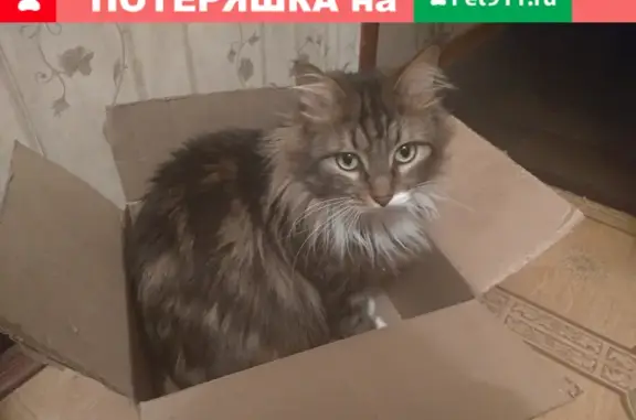 Пропала крупная кошка с Береговой 4, Балашиха