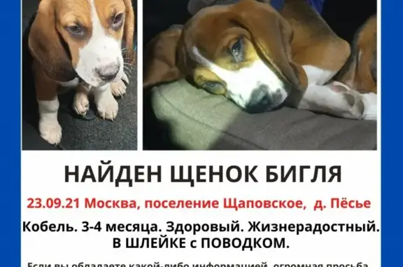 Собака найдена у Кремля на ул. Варварка, Москва