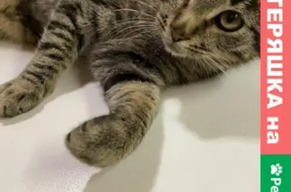 Найден молодой котик в Кратово, ищет новых хозяев