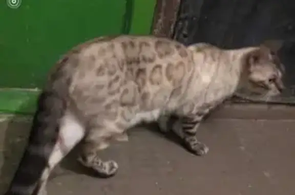 Найден британский кот в Жулебино, Москва