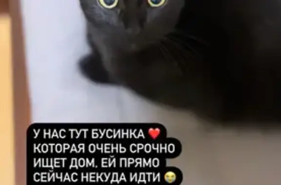 Найдена кошка в Адмиралтейском округе СПб