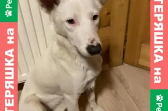 Пропала глухая собака на Пироговском шоссе