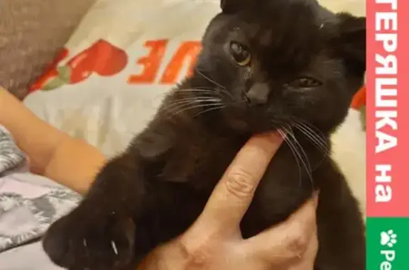 Найден котик на улице Советской, Казань