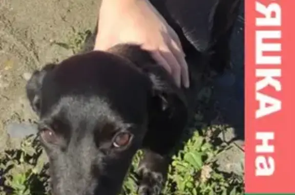 Найдена собака в Адлере, черного окраса с ранкой под подмышкой.