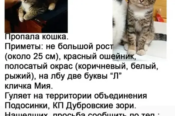 Пропала кошка Мия в Подосинках