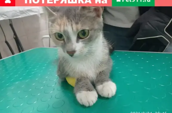 Найдена кошка на Балаклавском пр. д. 4 к5.