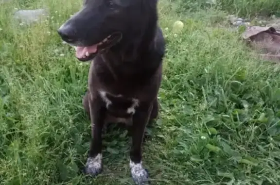 Пропала крупная собака в Романовке, Всеволожский район