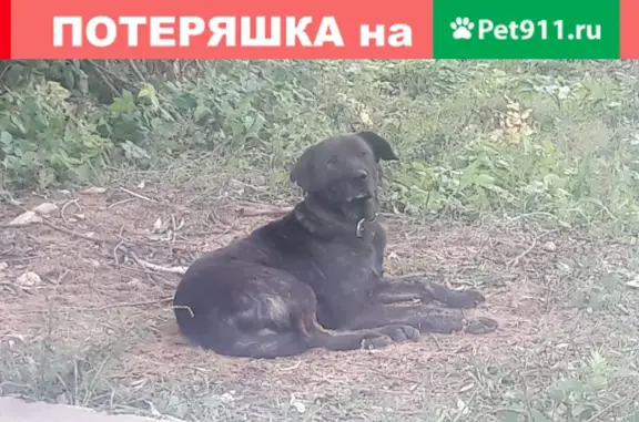 Найдена домашняя собака возле складского комплекса, 5 Алексеевская улица, Дзержинский.