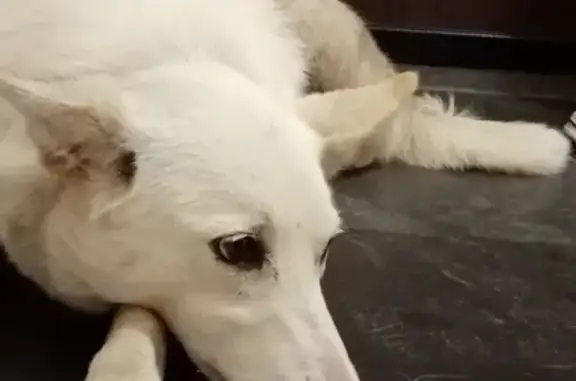 Найдена белая собака в Волжском-3, ищем хозяина