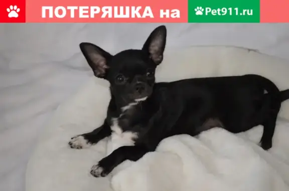 Пропала собака в Домодедово: щенок чихуахуа, черный окрас, 5 месяцев, нужна помощь!
