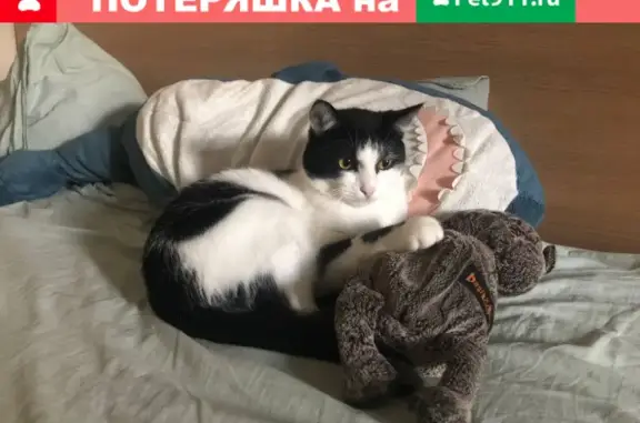 Пропала кошка на Олеко Дундича 13 к 1