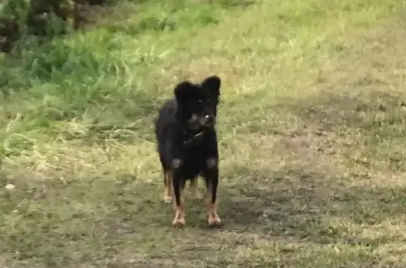 Собака в ошейнике в районе дач Долгушино, Пензенская область