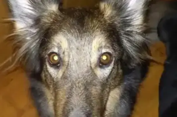 Собаки потеряшки, Калининград, фото: Потеряшка собака Рори на ул. Емельянова, Калининград.