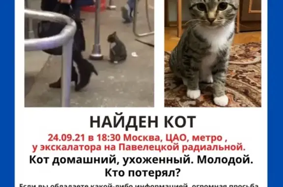 Найден домашний котик на Павелецкой радиальной
